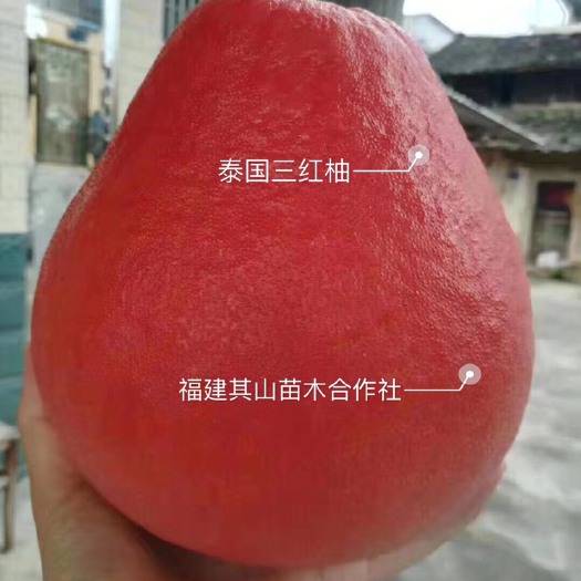 平和县暹罗柚苗 泰国红宝石三红柚苗泰国暹罗红柚苗