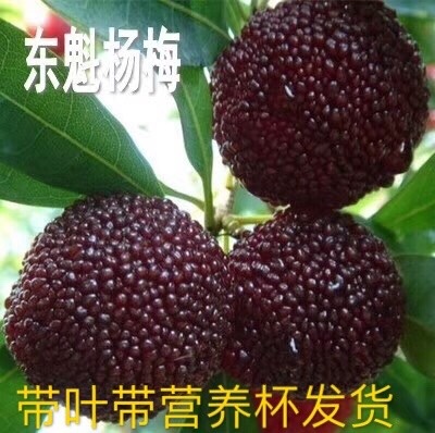 灵山县东魁杨梅树苗  鸡蛋那么大的东魁杨梅果带土带叶带营养杯发货