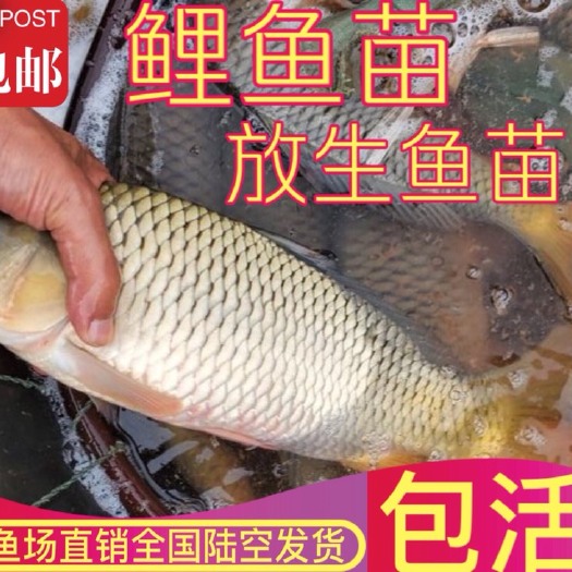 广州 鲤鱼苗，放生鱼苗批发