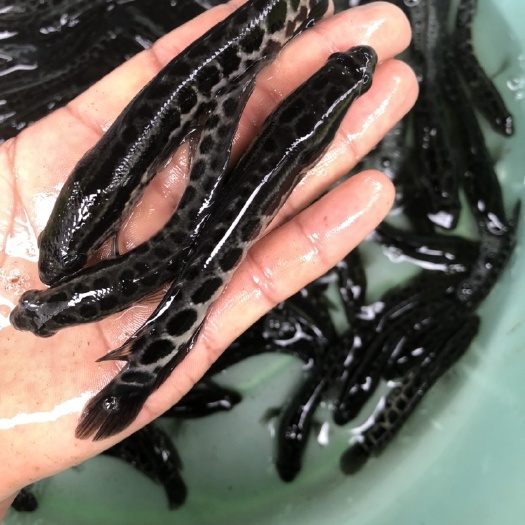 南宁乌鳢苗  黑鱼苗，花鱼苗，生鱼苗