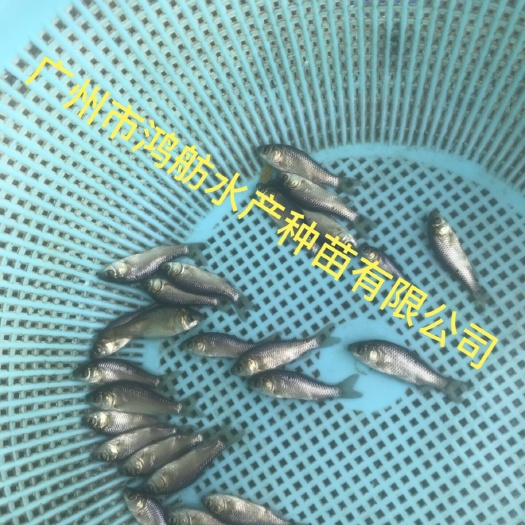 广州 湘云鲫鱼苗