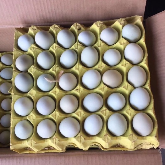 长沙 绿壳鸡蛋 绿壳蛋420个
