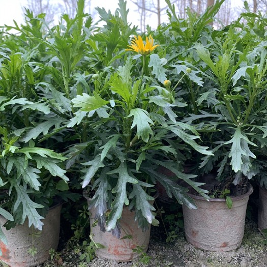成都木春菊苗 大量现货中杯木春菊，长势优 低价出售