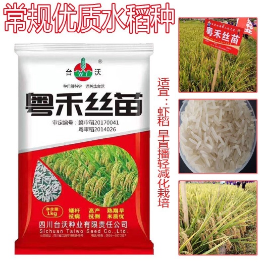 常德粤禾丝苗水稻种子  粤禾丝苗 丝苗米 抗倒矮杆 优质水稻