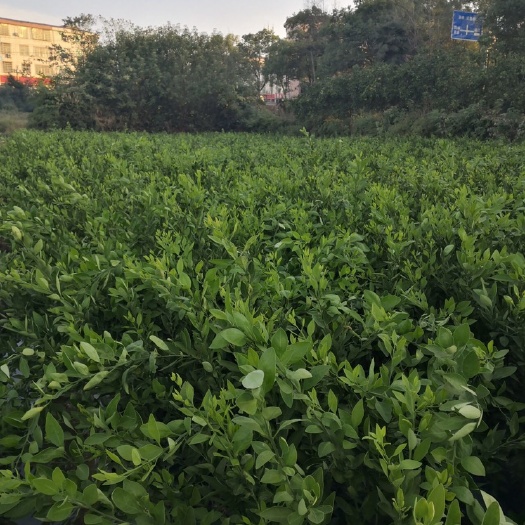 樟树市 苗木基地直销大果型纽荷尔脐橙苗，量大从优，假一赔十