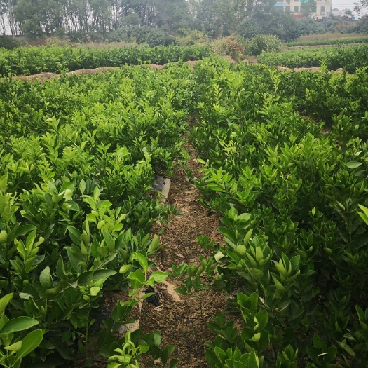 樟树市冰糖橙树苗 苗木基地直销大果型冰糖橙苗，量大从优