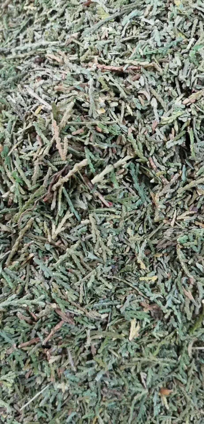 长期供应{侧柏叶}可批量可零售量大从优【包邮】