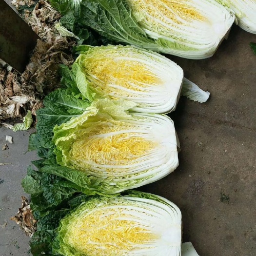 兰陵县菊锦大白菜  精品黄心大白菜，大量有货，质量保证，产地直销