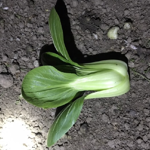 平湖市上海青小青菜小油菜精品青菜