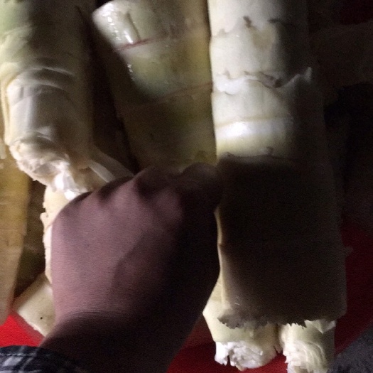 广州苦笋 鲜笋