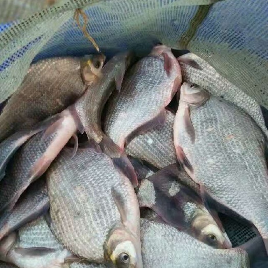 广州武昌鱼苗，三角鲂，边鱼苗，大量批发