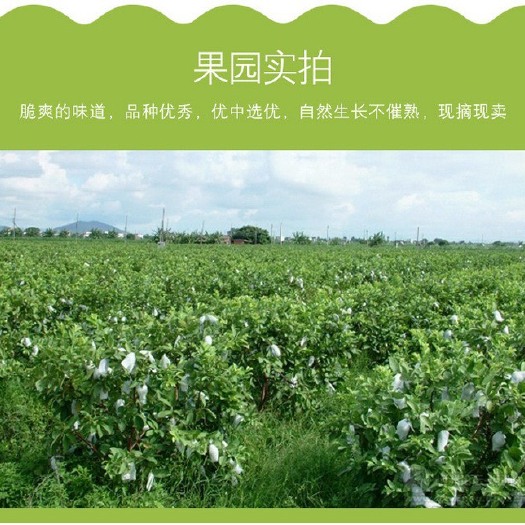 惠州红心芭乐 250-300克