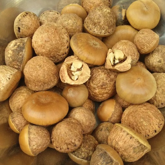 玉林 新货广西风流果 果益肾子