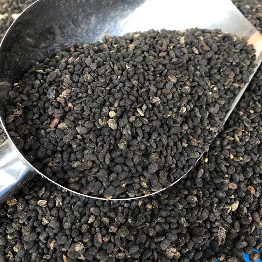 玉林中药材   补骨脂