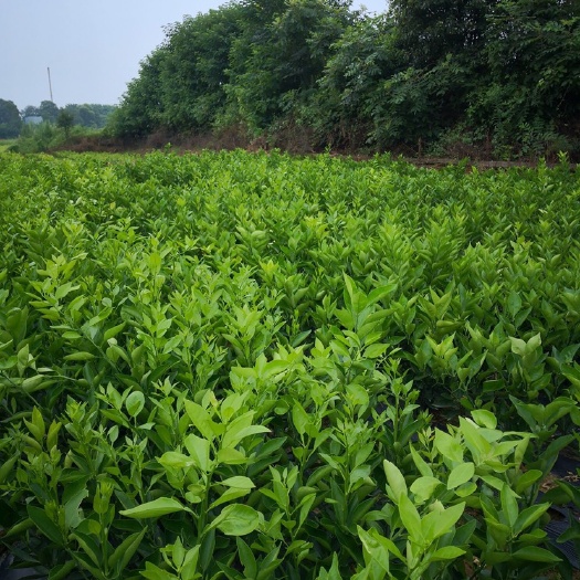 樟树市血橙苗 长期出售大果型红肉脐橙苗，基地直销，量大从优
