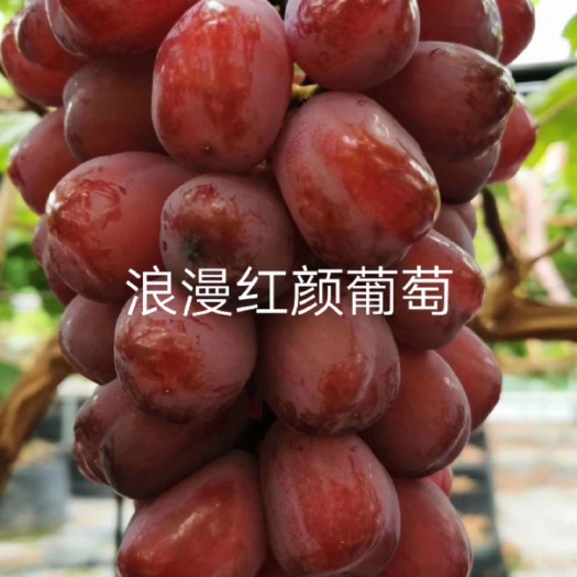 昌黎县浪漫红颜葡萄苗 保证质量，保证纯度，基地直销，可实地考察。