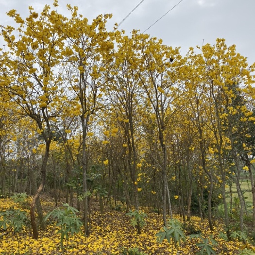廉江市黄花风铃木 黄金风铃树，需要的联系