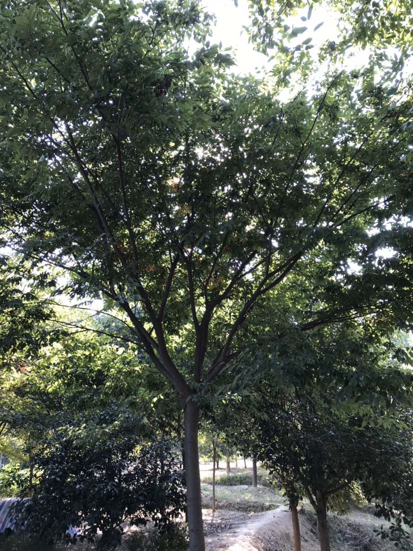 红榉