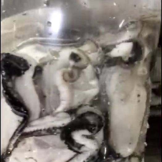阳江生蚝 现开大耗肉，水中人参