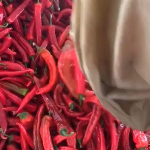 青州市红椒 微辣
