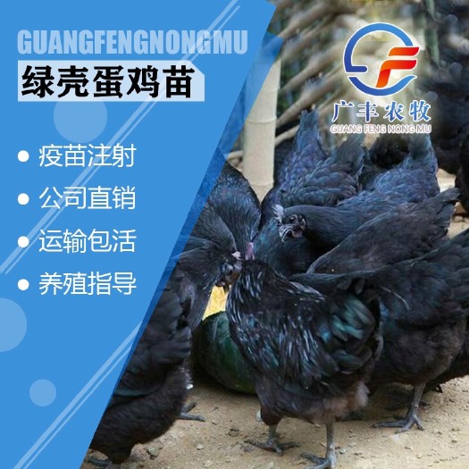 南宁 五黑鸡苗，五黑绿壳蛋鸡苗，厂家直销，假一陪十，包打疫苗