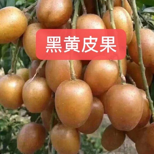 灵山县 黑黄皮果苗 正品嫁接苗 根系发达 可带土或裸根发货