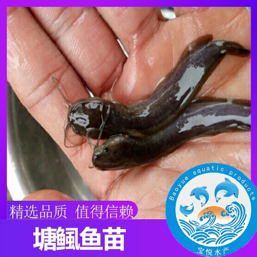 广州 本地塘鲺鱼苗 塘角鱼苗 土塘鲺苗