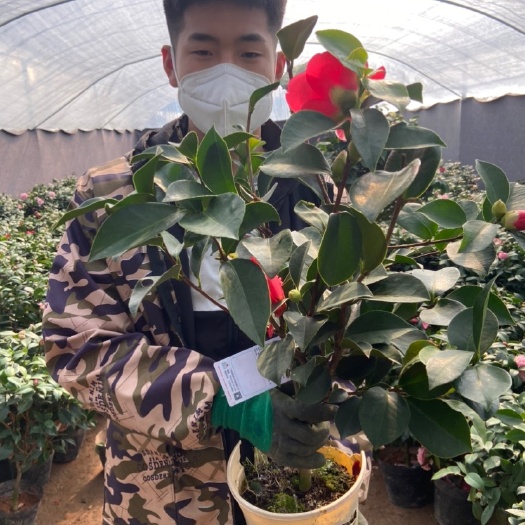 沭阳县茶花树 50~80cm