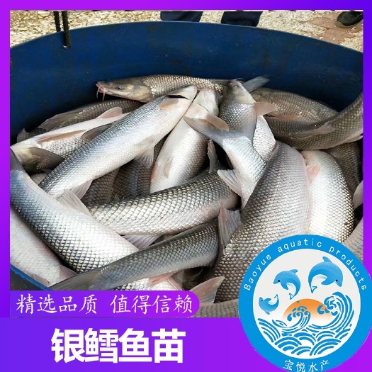 广州 银鳕鱼苗 大鳞鲃银鳕鱼苗 价格实惠