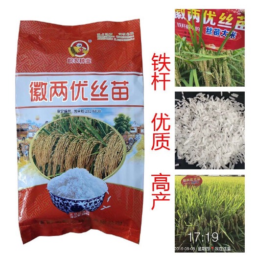 常德徽两优丝苗水稻种子  徽两优丝苗 优质水稻种子 丝苗米 高抗