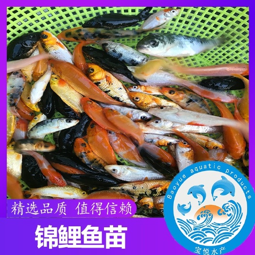 广州 锦鲤鱼苗 放生锦鲤苗 加州鲈鱼苗供应