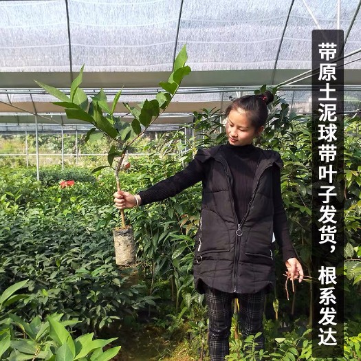 灵山县黑金刚莲雾苗 黑金刚莲雾树苗木水果盆栽庭院南北方种植嫁接地栽常青大叶红连雾