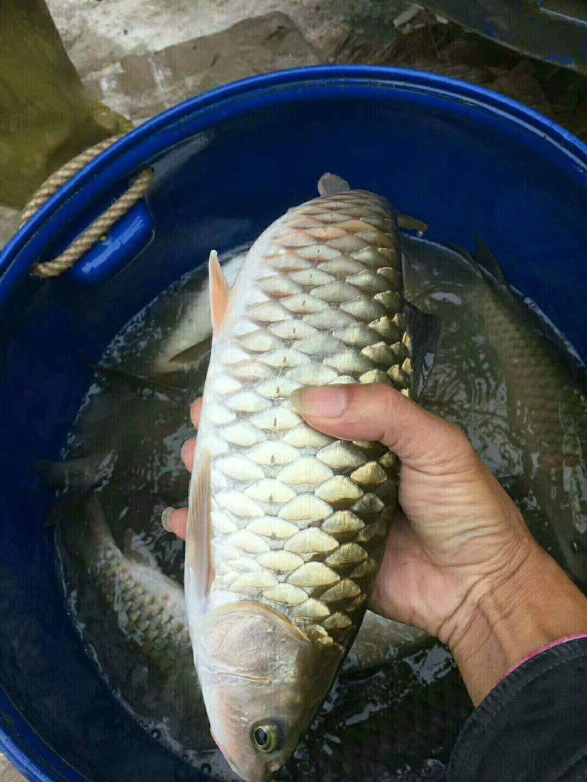 清波魚魚苗大量現貨批發軍魚苗光魚苗