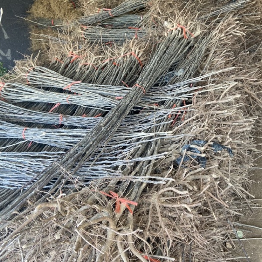 沭阳县苹果树苗 1年-10年都有
