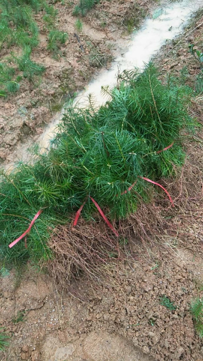 杉树苗根系发达枝多叶茂 生长速度快 属于常绿乔木很好的树种