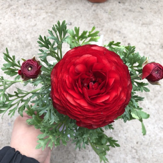 青州市 芹叶牡丹盆栽
