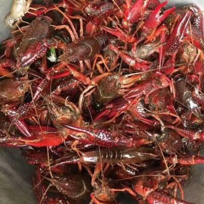 兴化市 江苏小龙虾
