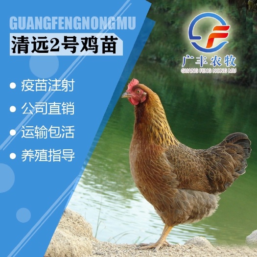 南宁清远2号麻鸡苗  清远麻鸡苗 青远2号鸡苗 厂家直销 品质保证 假一陪十