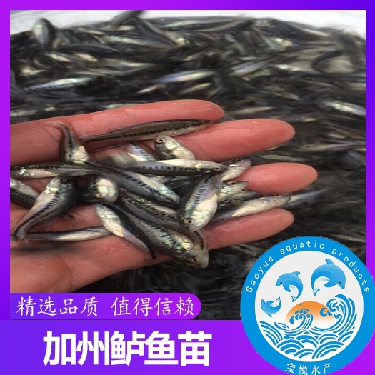 广州 广州宝悦水产优质加州鲈鱼苗 黑鲈鱼苗 大量供应