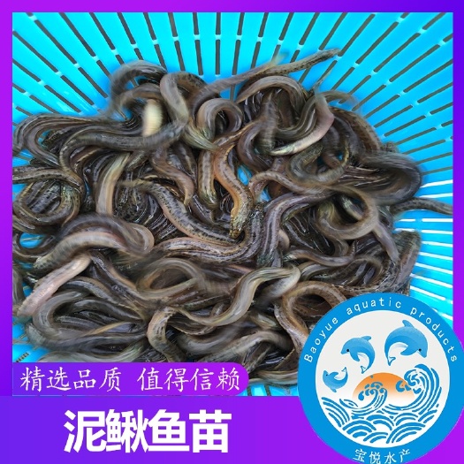 广州 正宗泥鳅苗 大量供应 价格实惠