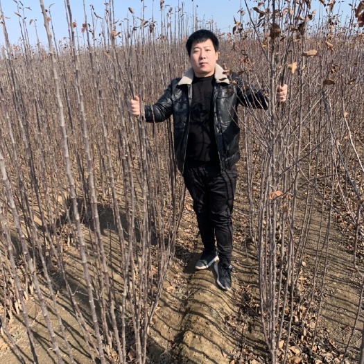 昌黎县鲁丽苹果苗 1~1.5米