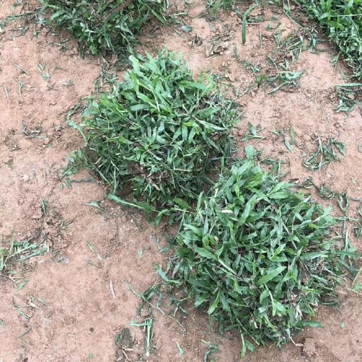 博罗县 草.马尼拉.兰引三号、草、夏威夷、各种草卷欢迎订购