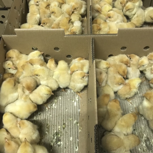 广州三黄鸡苗   三黄土鸡苗，两广最多养殖的土鸡之一，黄毛黄脚，