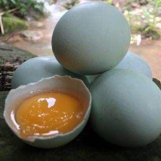 上海 绿壳鸡蛋