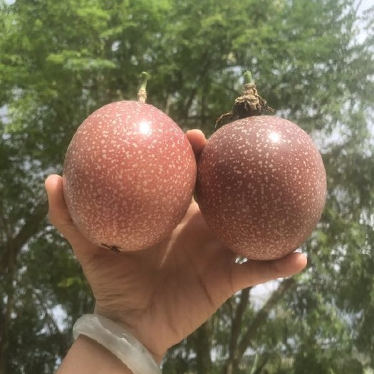  海南满天星百香果