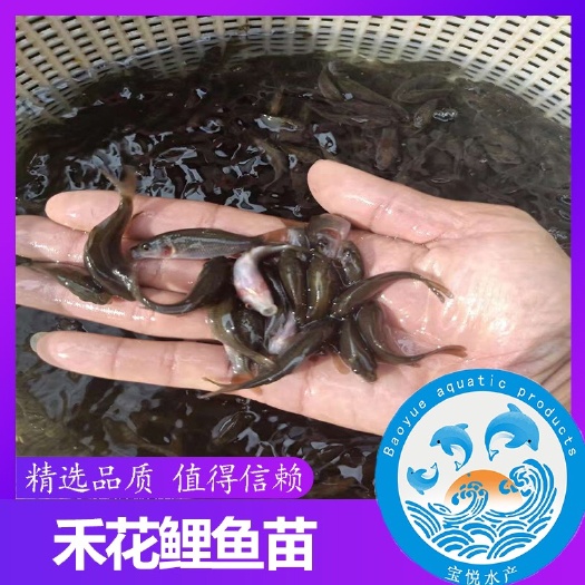广州 鱼苗 稻田荷花鲤鱼苗 大量批发