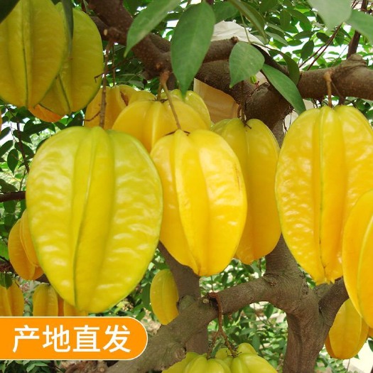 龙门县香蜜杨桃 3 - 4两