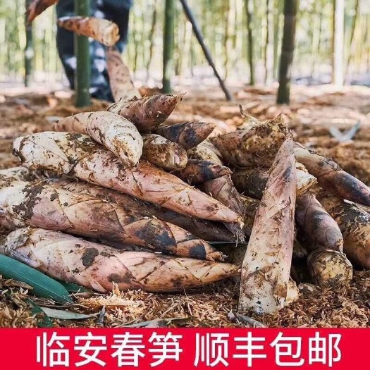 云霄县 【临安天目山春笋5斤装】现挖现发一件代发顺丰包邮