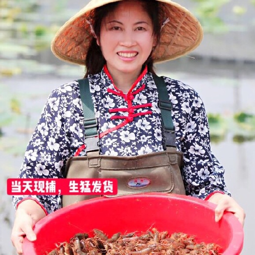 监利市监利小龙虾  湖北小龙虾 酒店餐饮供应 包运费硬规格清水虾稻田虾30斤起