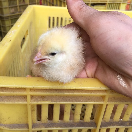 南宁三黄鸡苗 三黄土鸡出壳苗